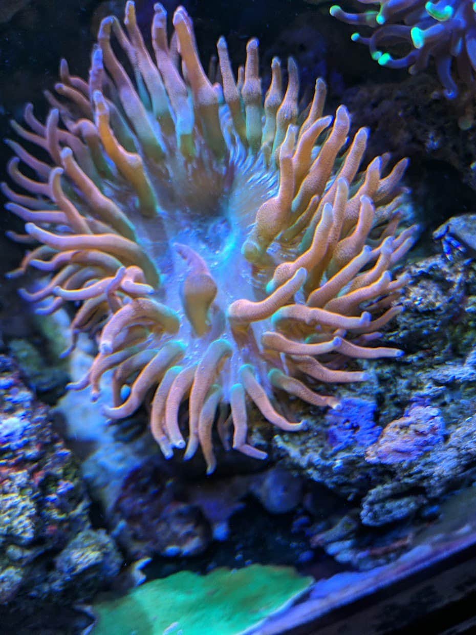 Colorful coral reef aquarium custom designed by Champion Aquariums