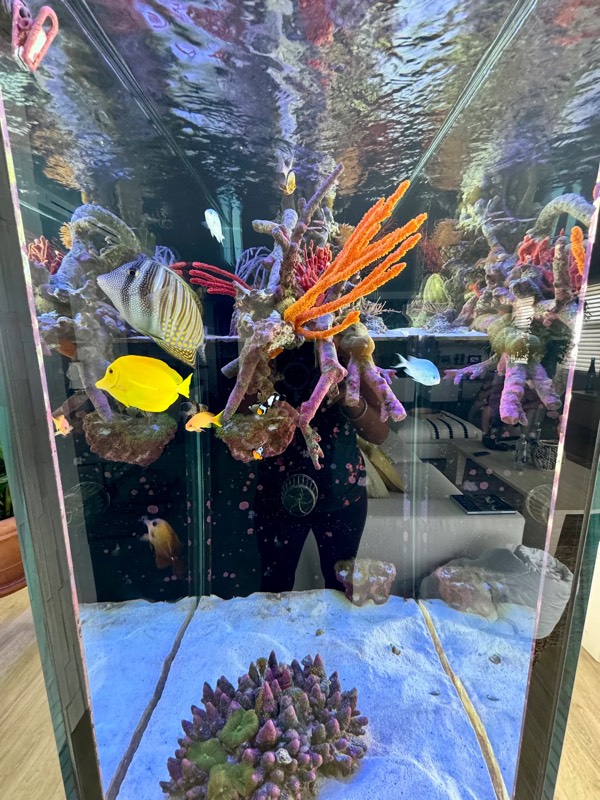 The Smiths’ reef aquarium with a yellow tang, sailfin tang, and clownfish among coral, photographed by the client